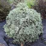 Pittosporum tenuifolium Silver Ball