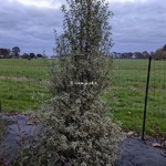 Pittosporum tenuifolium Victoria