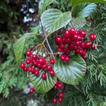 Viburnum japonicum (2)