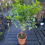 Citrus aurantifolia (Citron vert) (3)
