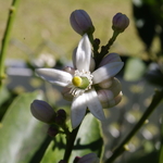 Citrus aurantifolia lime (2)