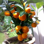 Citrus sinensis Orange (3)