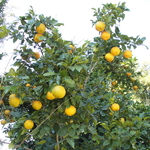 Citrus sinensis Orange (1)