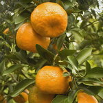 Citrus reticulata Mandarine (2)