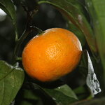Mandarinier