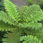 Cyathea cooperi (2)