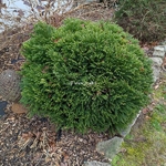 Cryptomeria japonica Globosa Nana