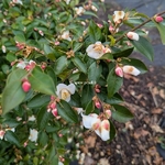 camellia transnokoensis (1)
