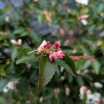 camellia transnokoensis (2)