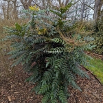 Mahonia x media Charity