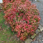 Nandina domestica Fire Power