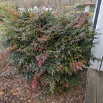 Nandina domestica Obsessed