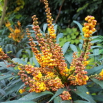 Mahonia Volcano (5)