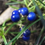 Ophiopogon japonicus (1)