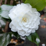 Camellia japonica Mathotiana Alba (2)