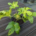 Fatsia japonica Camouflage (1)