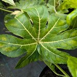 Fatsia japonica Camouflage (2)