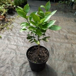 Citrus sinensis Washington Navel Oranger