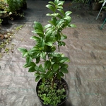 Citrus aurantiifolia Mexicana citron vert