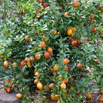Microcitrus australasica caviar rouge (2)