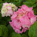 Hydrangea macrophylla My Sisters Garden (2)