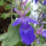 Teucrium fruticans Indyho