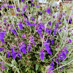 Teucrium fruticans Indyho (2)