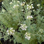 Dorycniul hirsutum Fréjorgues (2)