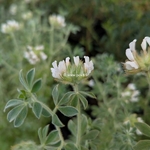 Dorycniul hirsutum Fréjorgues (1)
