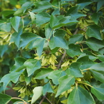 Acer buergerianum (1)