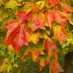 Acer buergerianum (2)