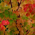 Acer buergerianum (3)