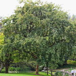 Acer buergerianum