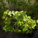 Acer buergerianum (5)