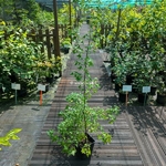 Acer buergerianum (4)
