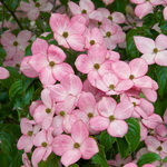Cornus Rosy Teacups