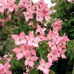 Cornus Rosy Teacups (1)