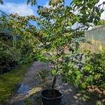 Cornus kousa Radiant Rose