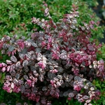 Loropetalum chinense rubrum Jazz Hands Variegated (2)