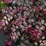Loropetalum chinense rubrum Jazz Hands Variegated (1)