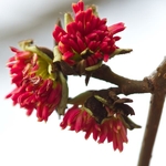 Parrotia persica (4)