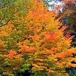 Parrotia persica (5)