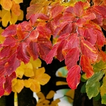 Parrotia persica (3)