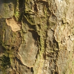 Parrotia persica (1)