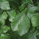Parrotia persica (2)
