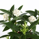 Daphne Perfume Princess White (3)