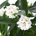 Daphne Perfume Princess White (2)