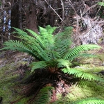 Dryopteris wallichiana