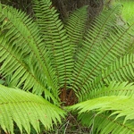 Dryopteris wallichiana (2)