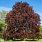 Fagus sylvatica Purpurea